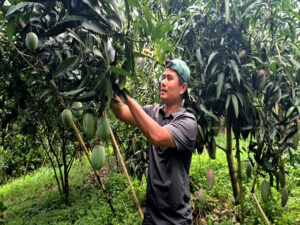 পাহাড়ে আম চাষে বছরে ৩০ লাখ আয় মংশিতুর