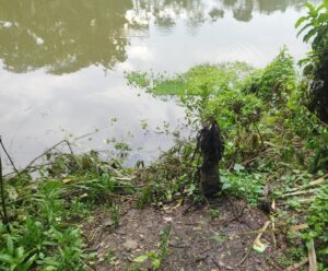 টুঙ্গিপাড়ায় সরকারি গাছ কেটে বিক্রির অভিযোগ