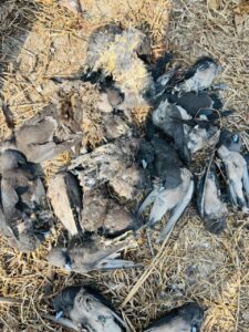 বেনাপোল ইয়ার্ড টার্মিনালে অসংখ্য অতিথি পাখির মৃত্যু