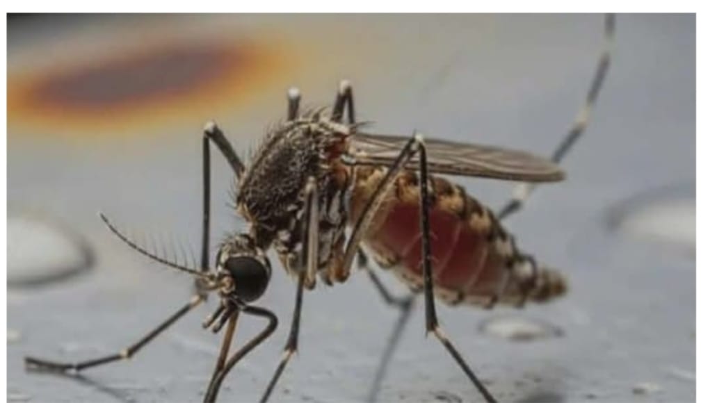 দুমকিতে মশার চরম উপদ্রবে অতিষ্ঠ জনজীবন